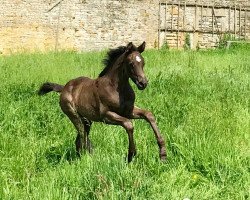 dressage horse Schelenburgs Coco Noir (German Riding Pony, 2019, from Coer Noble)