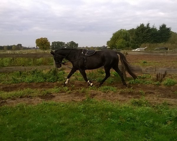 horse Sonett (Hanoverian, 1994, from Saint Cloud)