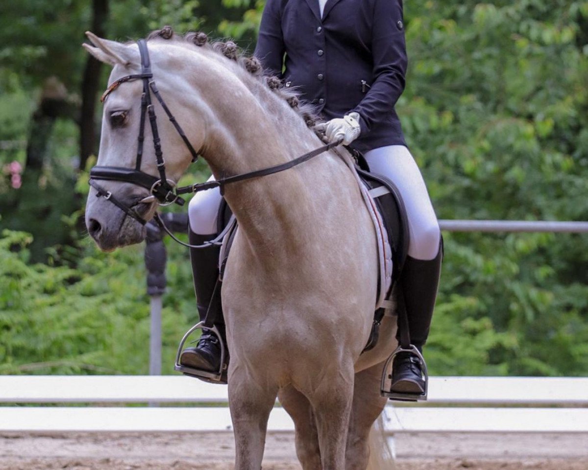 stallion Der kleine Kaiser (German Riding Pony, 2013, from Dornik B)