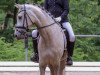 Deckhengst Der kleine Kaiser (Deutsches Reitpony, 2013, von Dornik B)