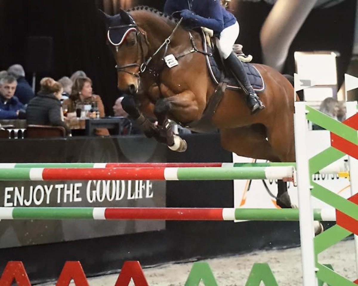 jumper Freelando TH (KWPN (Royal Dutch Sporthorse), 2010, from Lexicon)