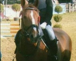 broodmare Batida de Coco 17 (German Riding Pony, 2000, from Mandingo)