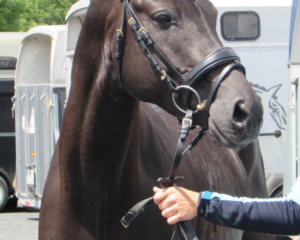 stallion Very Black (German Riding Pony, 2014, from Valido's Highlight)