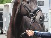 Deckhengst Very Black (Deutsches Reitpony, 2014, von Valido's Highlight)