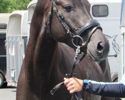 Deckhengst Very Black (Deutsches Reitpony, 2014, von Valido's Highlight)