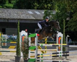 jumper Hi-Five Ve (KWPN (Royal Dutch Sporthorse), 2012, from Zapatero VDL)