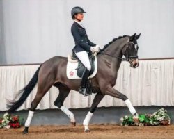 dressage horse Fine Cera M (Rhinelander, 2015, from Feedback 16)