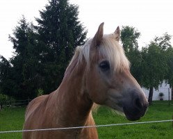 Pferd Märlin (Haflinger, 2013, von Monsoon Spring Mead)