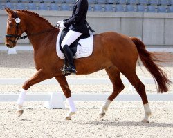 horse Wolke 8 (Hanoverian, 2011)