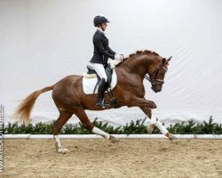 Deckhengst Diego Diaz AT (Deutsches Reitpony, 2014, von D-Day AT)