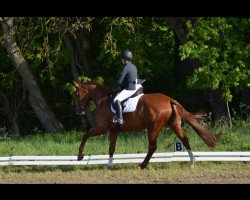 jumper Quatergold's Supergirl (Mecklenburg, 2014, from Quatergold)