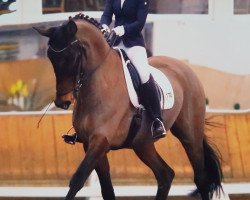 dressage horse Kalle Blomquist 9 (Hanoverian, 2004, from K2 T)