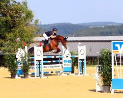 jumper Coco N (Oldenburg show jumper, 2013, from Chin Champ)