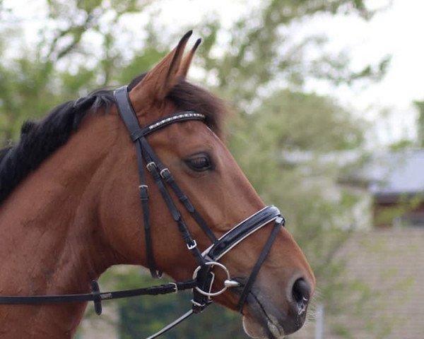 broodmare Callista 6 (Oldenburg, 2008, from Callistus)