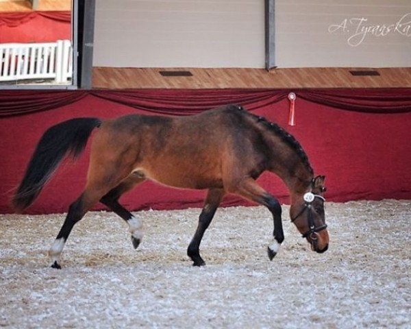 stallion Pablo Paero (German Riding Pony, 2016, from Coelenhage's Purple Rain)