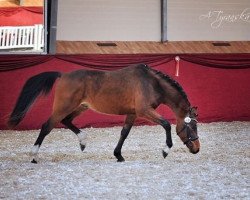 Deckhengst Pablo Paero (Deutsches Reitpony, 2016, von Coelenhage's Purple Rain)