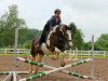 Dressurpferd Shiwa (Tinker / Irish Cob / Gypsy Vanner, 2019)