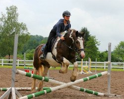 dressage horse Shiwa (Tinker / Irish Cob / Gypsy Vanner, 2019)