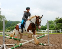 horse Tamy Blue vom Götzenstein (Tinker / Irish Cob / Gypsy Vanner, 2012, from Tonka vom Götzenstein)