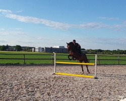 jumper D'Artagnan 220 (German Sport Horse, 2014, from Donnersberger)