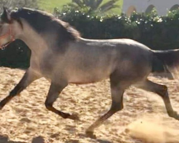 Pferd NESO (Pura Raza Espanola (PRE), 2016)