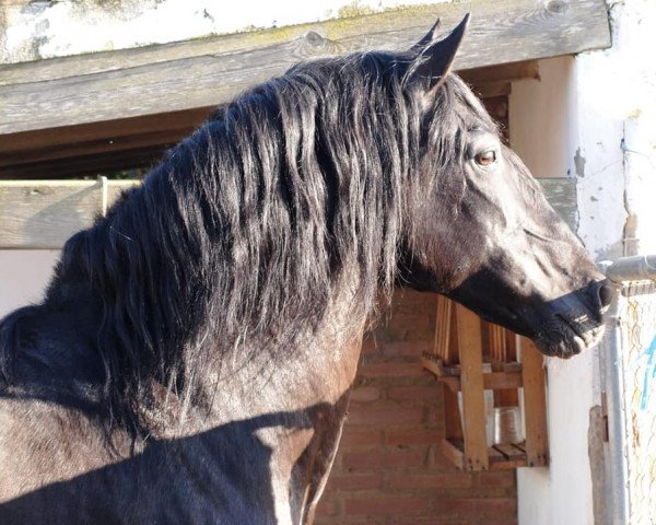 Pferd BELLO (Pura Raza Espanola (PRE), 2005)