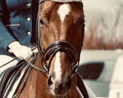 dressage horse All that she wants (Hanoverian, 2011, from Alabaster)