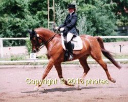 Springpferd Rubin 414 (Deutsches Reitpferd, 1996, von Ruehmann)