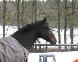 jumper Riffifi 8 (German Warmblood, 1998, from Ruehmann)