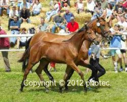 dressage horse Amica (Württemberger, 2002, from Alassio)