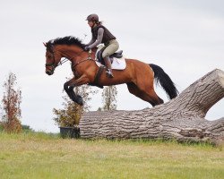 Springpferd Lecantea (Deutsches Sportpferd, 2009, von Canterbury)