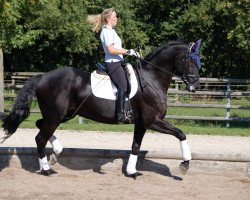 jumper Ragazzo 45 (German Sport Horse, 1997, from Ruehmann)