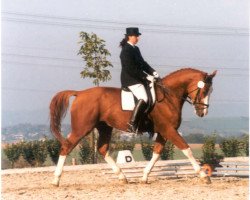 horse Granini 38 (Württemberger, 1994, from Grannus Ass)