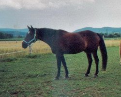 horse Allegro andante de amore (Württemberger, 1985, from Abendstern)