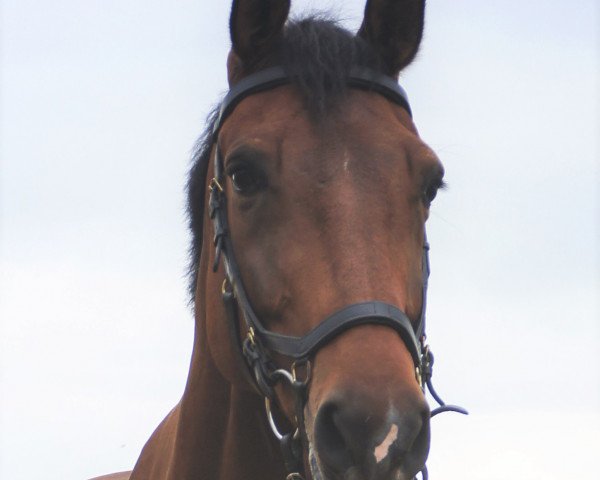 Springpferd Daverdi D'Houtveld (Belgium Sporthorse, 2009, von Verdi)