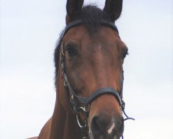 jumper Daverdi D'Houtveld (Belgium Sporthorse, 2009, from Verdi)