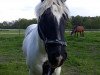 Dressurpferd Smart Charlie (Tinker / Irish Cob / Gypsy Vanner, 2007)