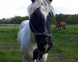 Dressurpferd Smart Charlie (Tinker / Irish Cob / Gypsy Vanner, 2007)