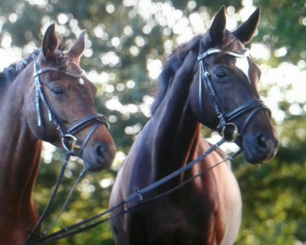 broodmare Farella (Trakehner, 1997, from Hohenstein I)