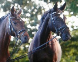 broodmare Farella (Trakehner, 1997, from Hohenstein I)