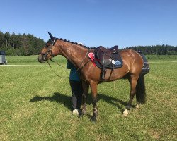 jumper PBM Caramba (German Sport Horse, 2015, from Cesano II)