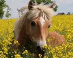 Pferd Punky (Haflinger, 1999, von Nicolai (28,125% ox))