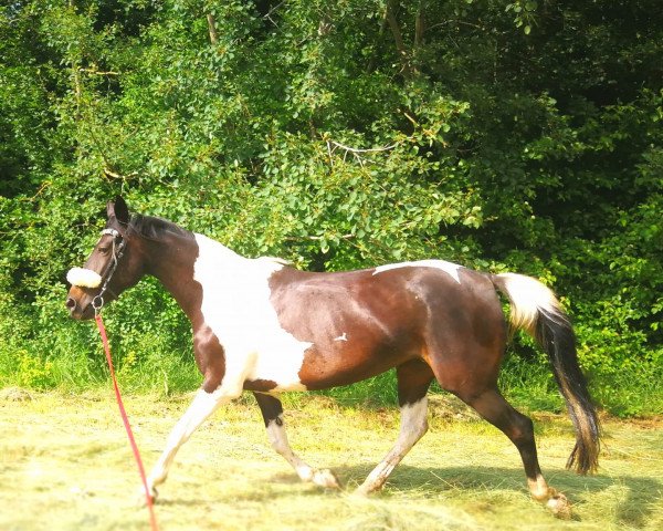 horse Dakota (Pinto with riding horses pedigree, 2011, from Brooklyn)