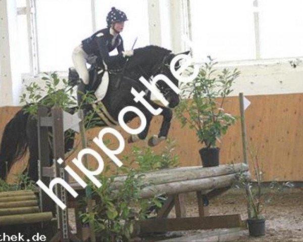 Springpferd Lotti Karotti 4 (Deutsches Sportpferd, 2012, von Neurit)