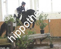 jumper Lotti Karotti 4 (German Sport Horse, 2012, from Neurit)