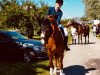 dressage horse Dandy 445 (Oldenburg, 2002, from Dressage Royal)