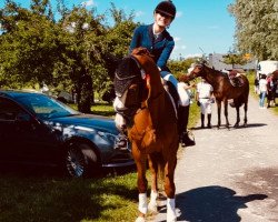 dressage horse Dandy 445 (Oldenburg, 2002, from Dressage Royal)