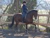 dressage horse Love Parade D (Rhinelander, 2011, from Laurentianer)