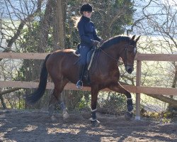 dressage horse Love Parade D (Rhinelander, 2011, from Laurentianer)