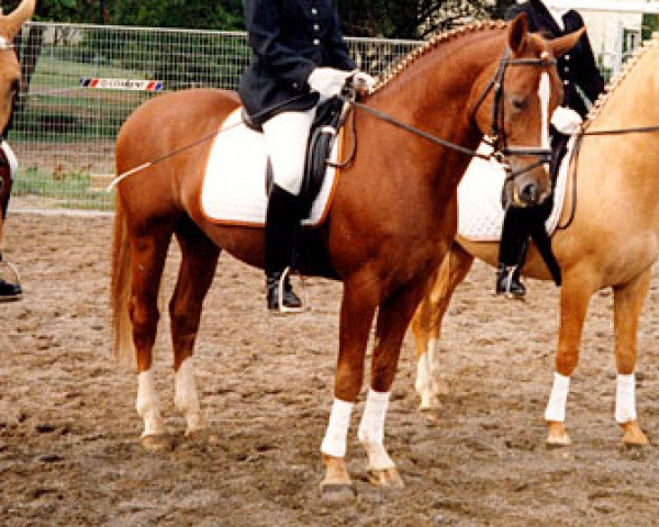 Dressurpferd Derbino (Deutsches Reitpony, 1981, von Derby)